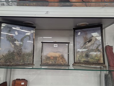 Lot 1697 - A glass cased albino mole together with two...