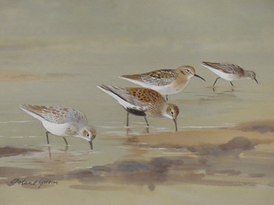 Lot 589 - Roland Green (1896-1972).  Dunlin, feeding on...