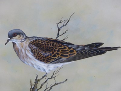 Lot 82 - Gary Woodley. (20th century). A turtle dove....