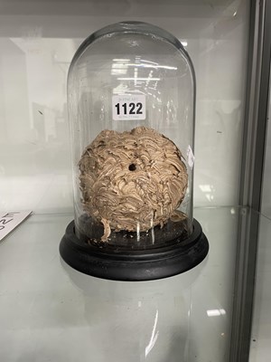 Lot 1122 - An insect nest under a glass dome