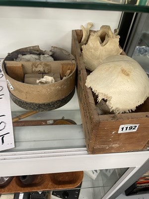 Lot 1192 - Pieces of disarticulated human skull