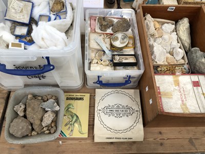 Lot 1306 - A collection of fossils together with a book...