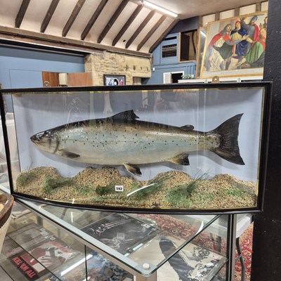 Lot 592 - A large Taxidermy Salmon in a bow-fronted...