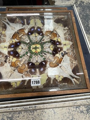 Lot 1788 - Two framed trays of named exotic butterflies