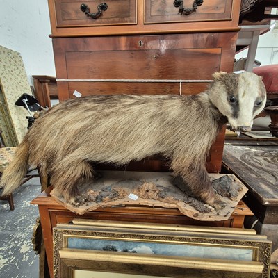 Lot 2482 - A stuffed badger and a pheasant.