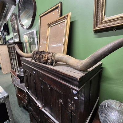 Lot 2791 - A pair of large cattle horns. Prov. Consigned...