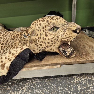 Lot 1396a - A rare antique leopard skin rug with a mounted...