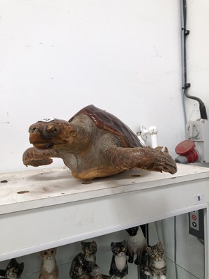 Lot 203 - A taxidermied turtle.