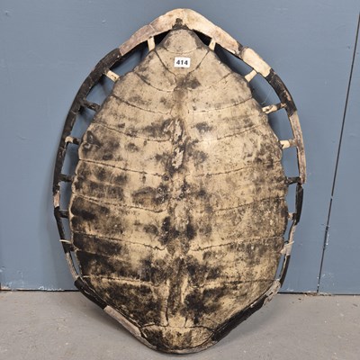 Lot 414 - An antique white turtle shell. 71cms.