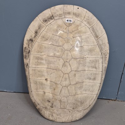 Lot 415 - An antique white turtle shell. 59cms.