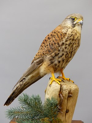 Lot 1492 - A taxidermy kestrel together with A10...