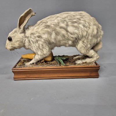 Lot 1037 - A vintage taxidermy white rabbit. mounted on a...