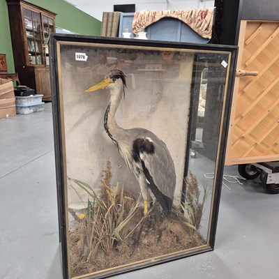 Lot 1129a - An antique taxidermy heron.  W 69 D 28 H 91.5 cm