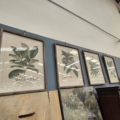 Lot 36 - A set of four botanical framed prints. 45 x 60cm