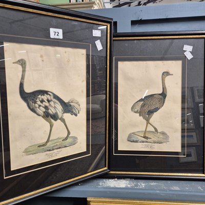 Lot 72 - A pair of 19th-century engravings of Rhea birds