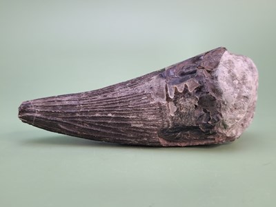 Lot 1745 - A rare, large Fossil Dinosaur tooth, 12.5 cm...