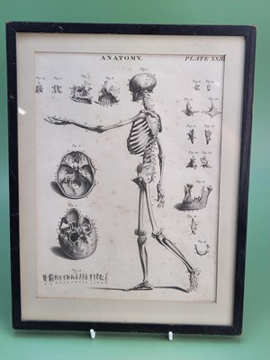 Lot 1750 - A.Bell. An 18th century engraving- Anatomy...