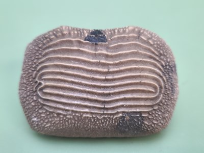 Lot 1752 - A rare, Ptychodus marginallis tooth fossil, An...