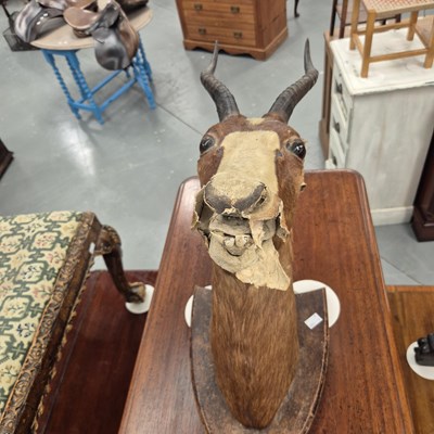 Lot 254 - A mounted taxidermy African Blesbok head
