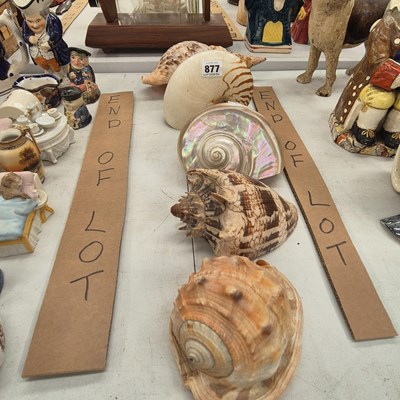 Lot 877 - Two nautilus type shells, a turret shell, and...