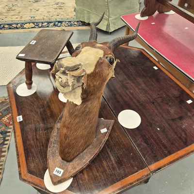 Lot 165 - A mounted taxidermy African Blesbok head