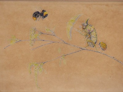 Lot 2816 - Baron Ernst von Maydell (1886-1960), insects...