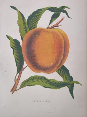 Lot 2817 - Nineteen loose botanical chromolithographs...
