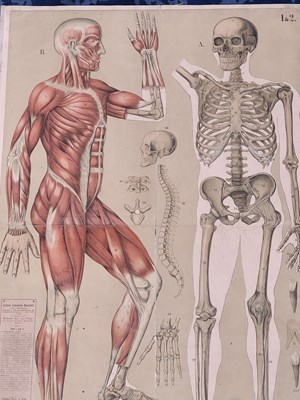 Lot 2827 - 'Eschners Anatomische Wandtafeln', a large...