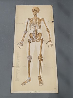 Lot 2828 - 'Biological and Hygenic Teaching Materials of...