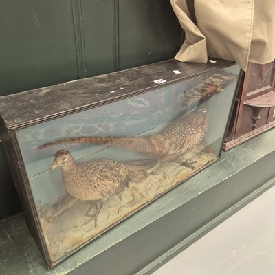 Lot 456 - A  glazed case of a brace of taxidermy...